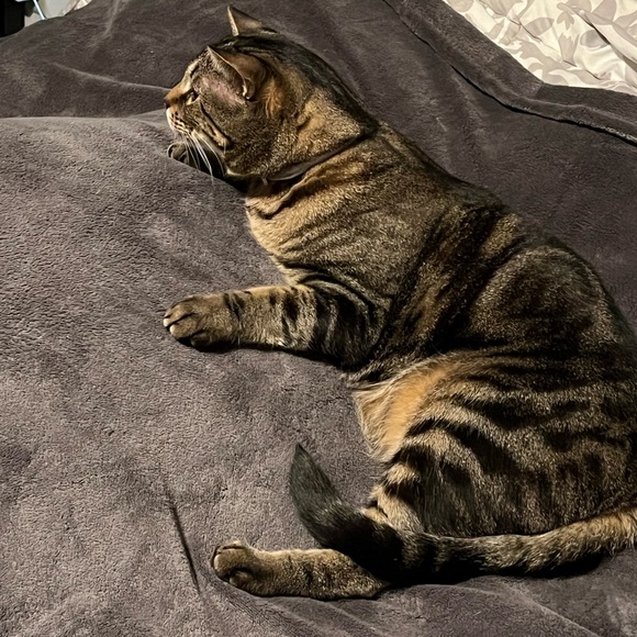 All about me! - Picture 3 of 6